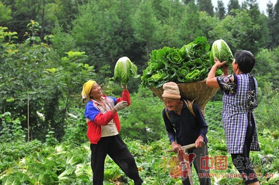 高山无公害蔬菜助农致富