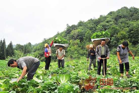 高山无公害蔬菜助农致富