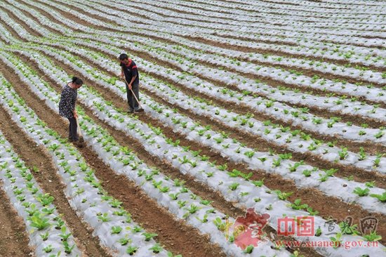 高山无公害蔬菜助农致富