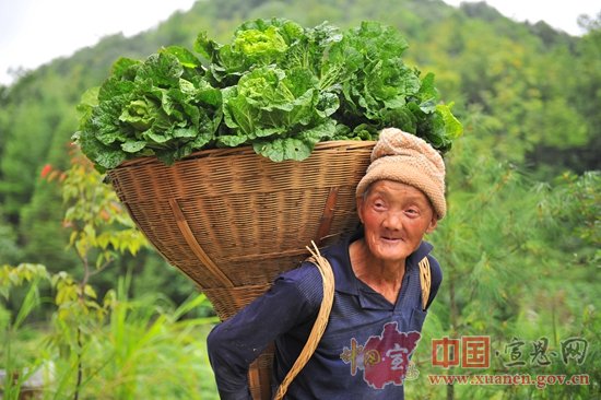 高山无公害蔬菜助农致富