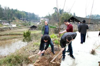 湖北恩施：气象扶贫村里植树忙