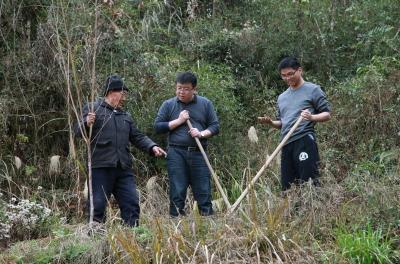 湖北恩施：气象扶贫村里植树忙