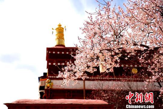 拉萨帕崩岗寺的桃花 江飞波 摄