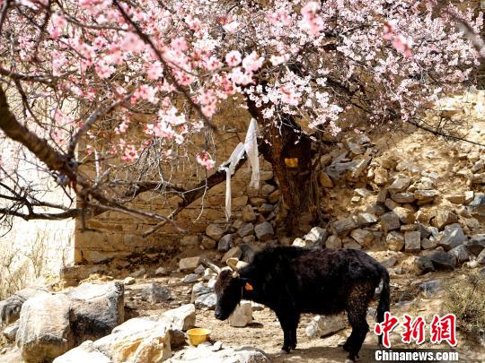 拉萨4月山寺桃花始盛开