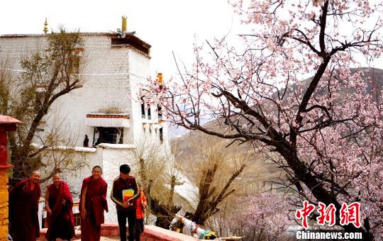 帕崩岗寺的僧侣和民众走在桃花树下 江飞波 摄