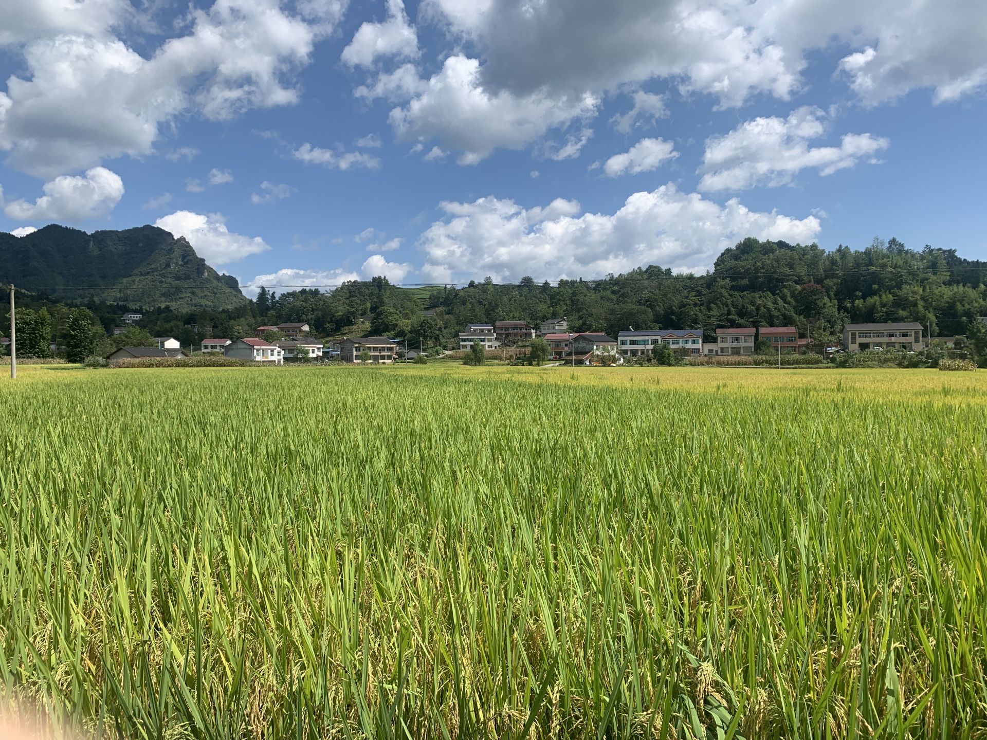 金秋稻谷黄,田间收割忙