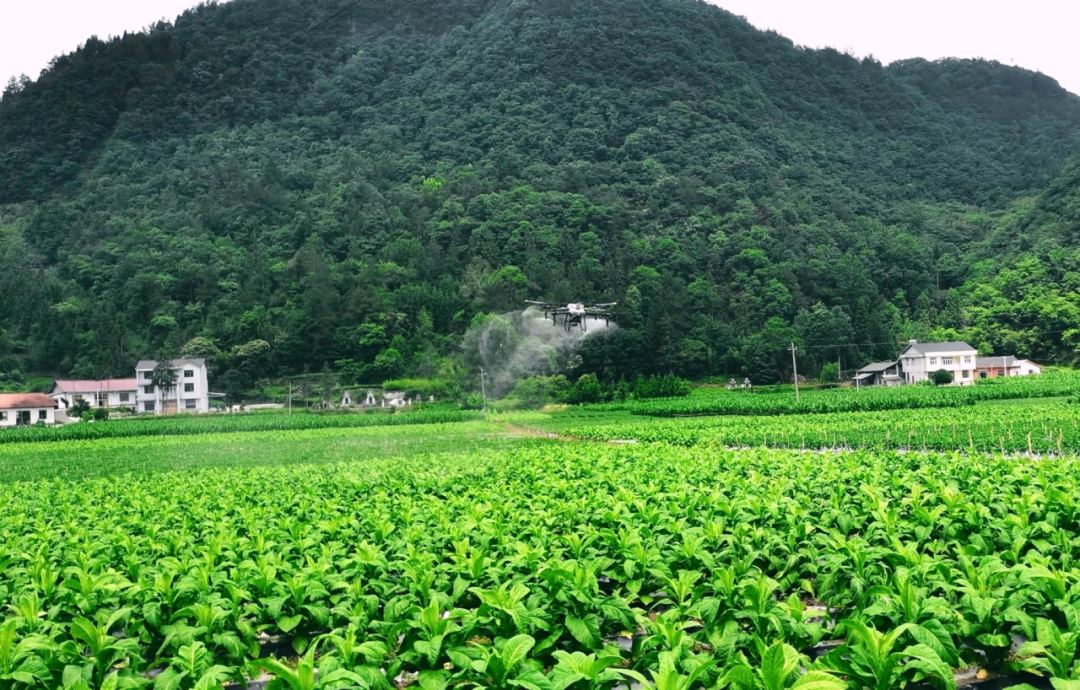 恩施鹤峰：“金叶”引领 产业融合 铺就乡村振兴路