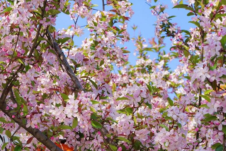 恩施宣恩：一树海棠一城春