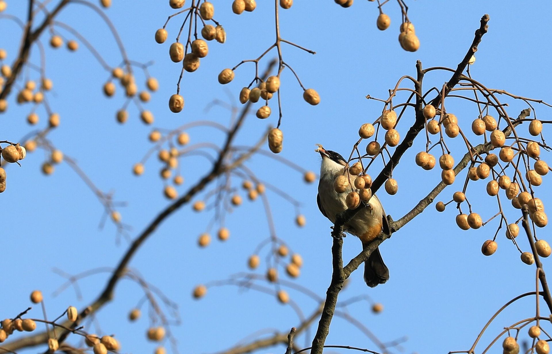 恩施咸丰：鸟与春天的约会