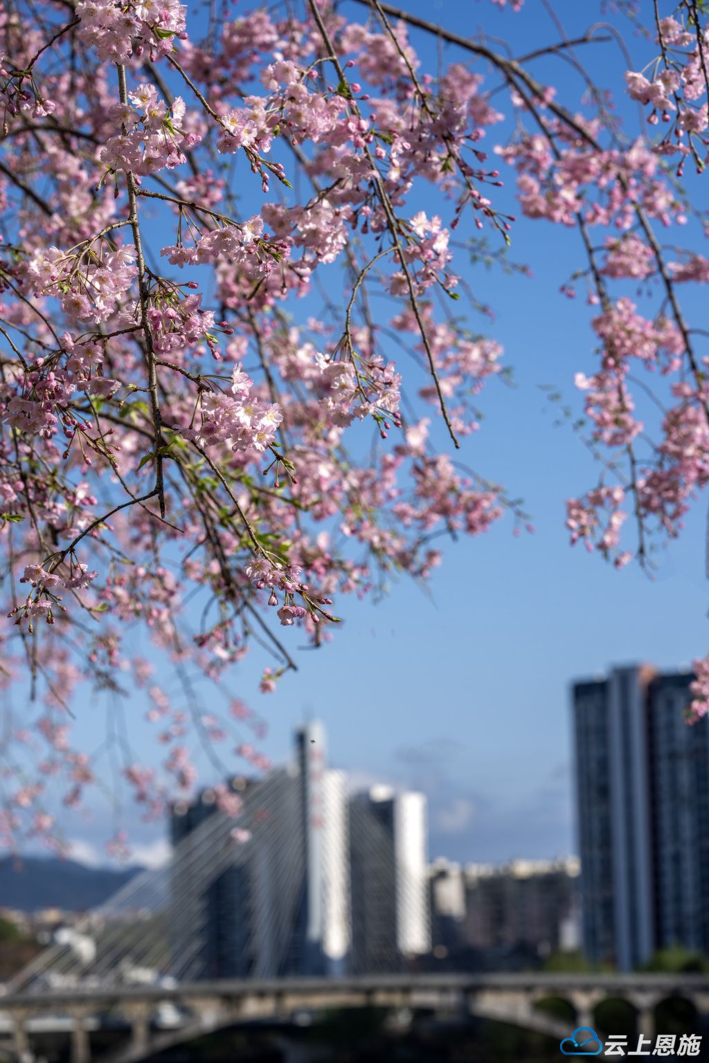 恩施州城：清江春韵 一路繁花