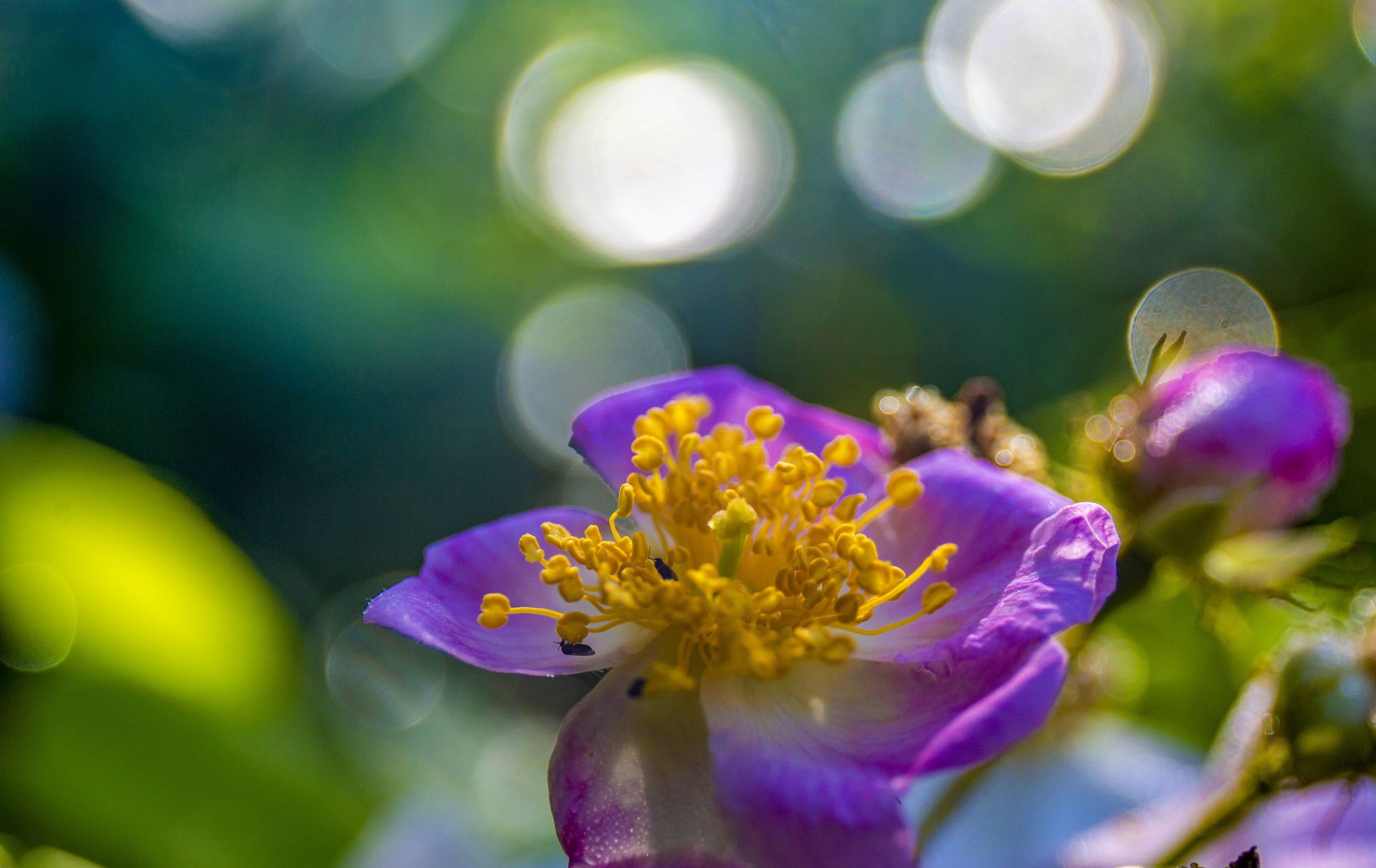 组图 | 利川：春露凝花，生命有章