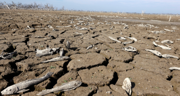 巴拉圭某地大旱致河流枯竭 数以百计鳄鱼被“晒干”（组图）