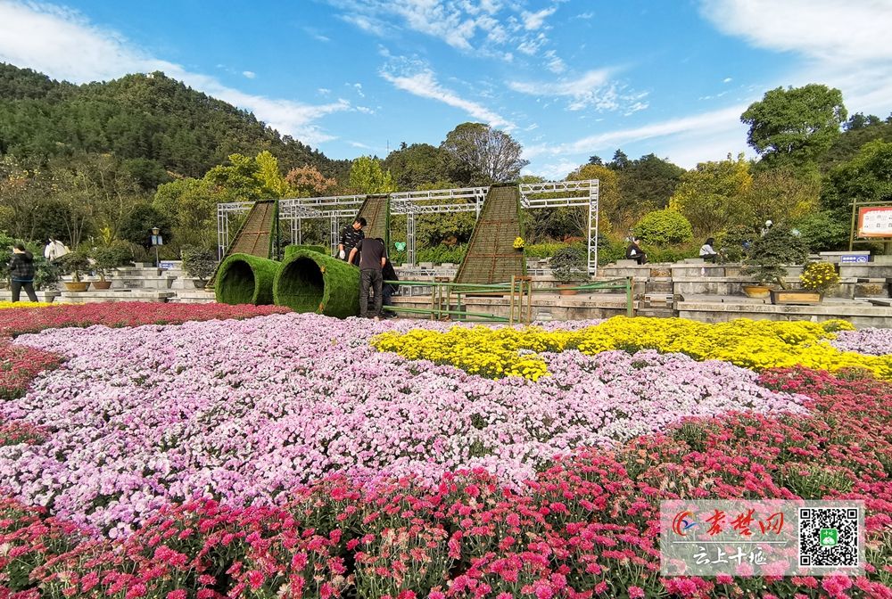 四方山菊花图片