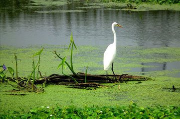圣水湖国家湿地公园将迎国检