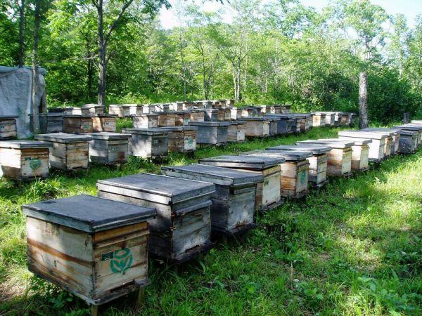 官渡镇：小蜜蜂酿出大产业