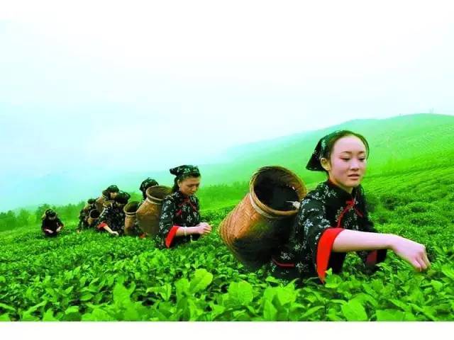 竹山坚持绿色发展理念 提升茶叶安全水平