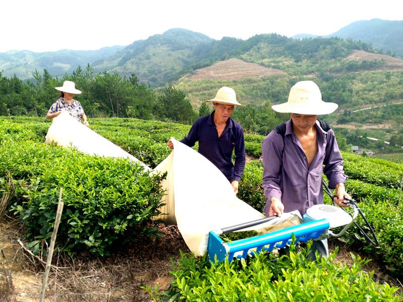 竹坪乡茶叶产业带动贫困户稳定脱贫