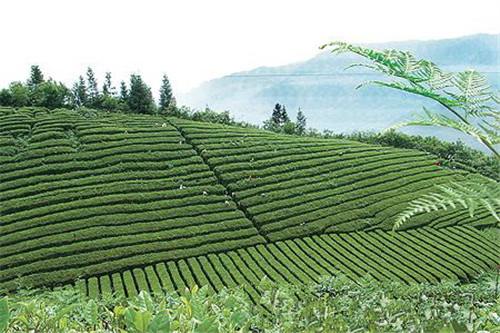 竹坪乡安排部署综治维稳和茶叶产业建设
