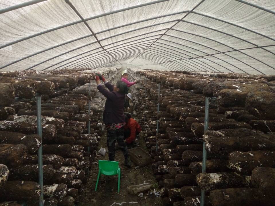 官渡镇：香菇产业建设忙