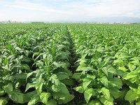 竹山今年计划种植烟叶2.5万亩 收购4.6万担