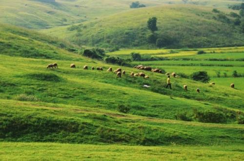 县畜牧局扎实开展天然草场监测工作