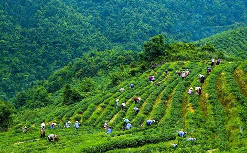 中茶所与竹山开展茶产业链建设战略合作