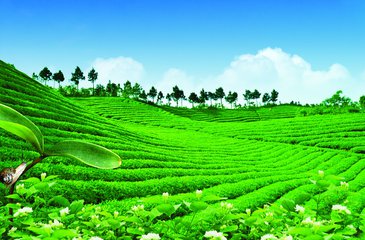 麻家渡镇：围绕农民素质提升做好“茶”文章