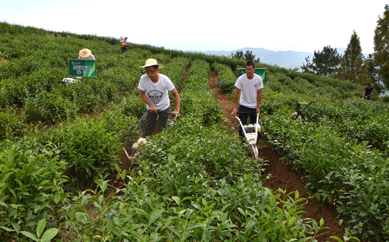 全市茶叶生产机械化现场会在竹召开
