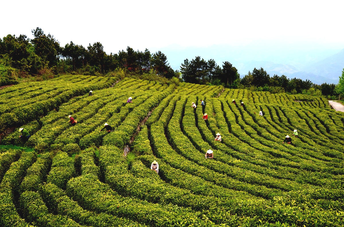 茶香溢满扶贫路——竹山茶叶产业助推精准扶贫走笔