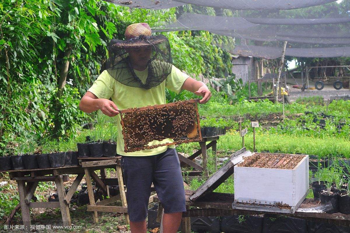 竹山将大力发展中华小蜜蜂产业