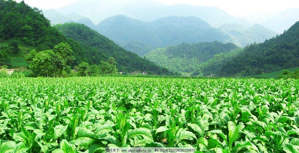 竹山今年发展烟叶2.5万亩