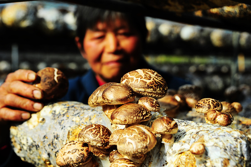 竹山发展香菇助推贫困户奔小康