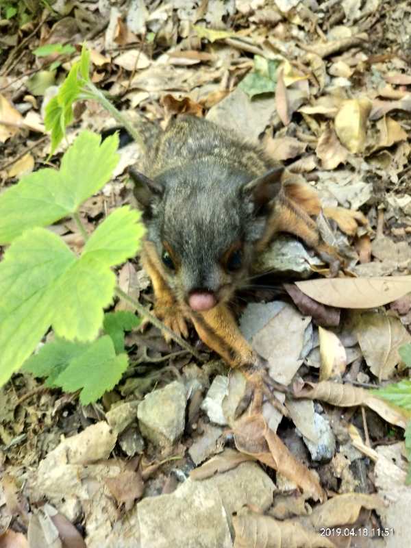 湖北堵河源国家级自然保护区发现灰头小鼯鼠