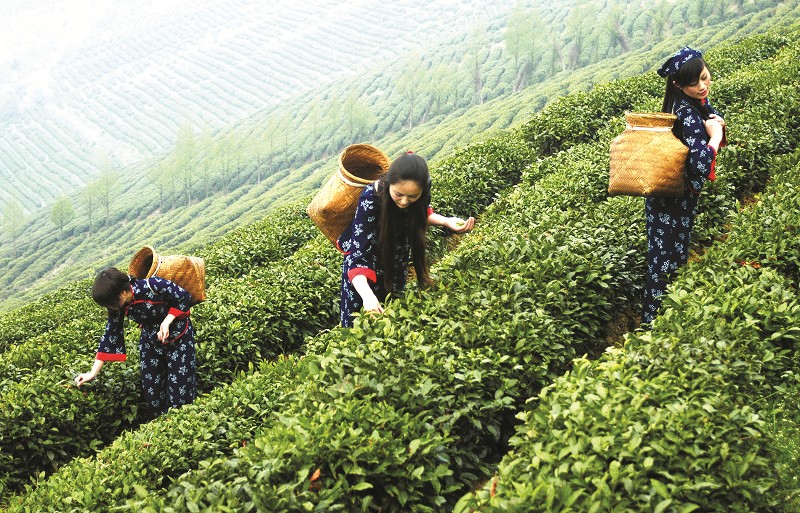 竹山县以系统化思维推进茶叶扶贫产业高质量发展