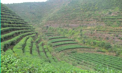 竹山举办茶叶产业“三夏”机械化生产推进活动