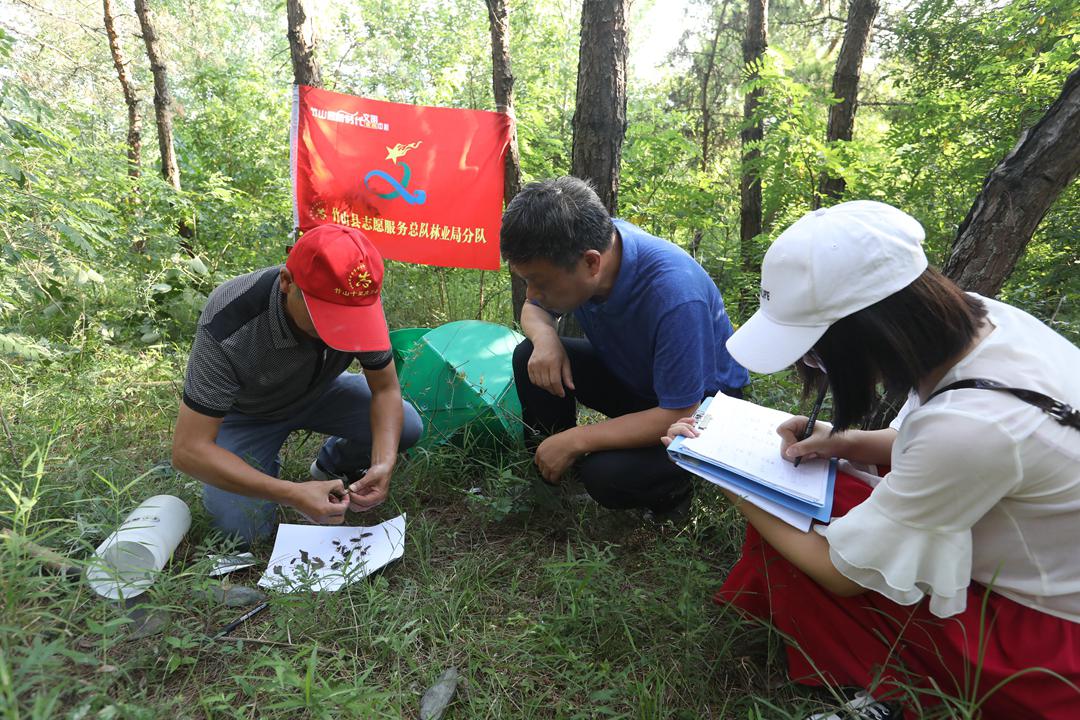 竹山县安装123个“森林卫士”监测林业有害生物