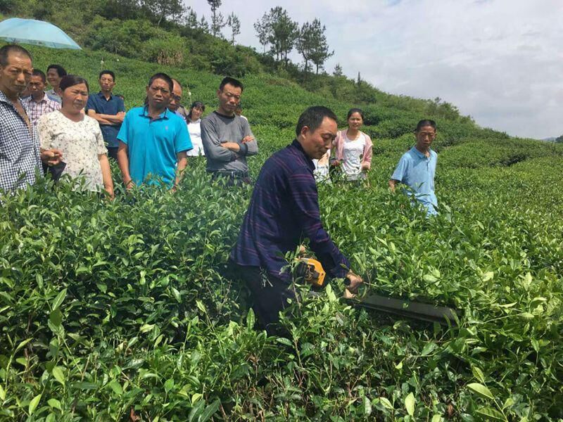 秦古镇：田间地头学技术 茶叶管护高质量