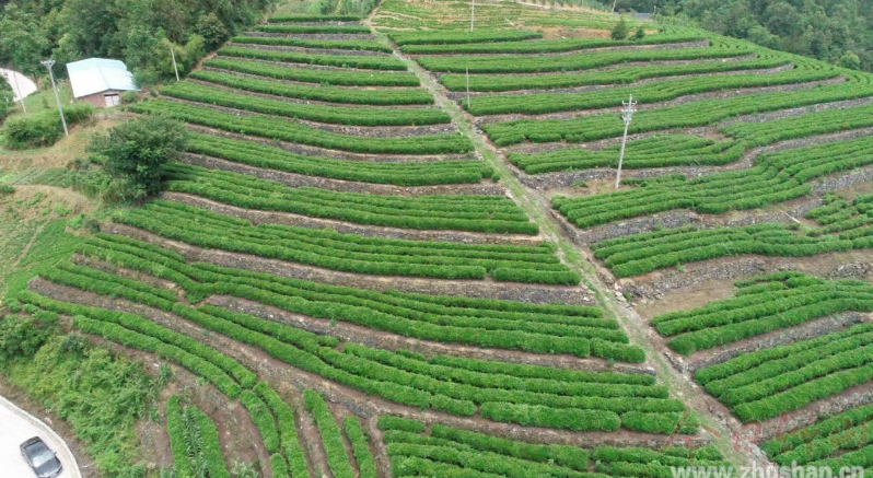 文峰乡：万亩茶园成为农民脱贫增收新“引擎” 