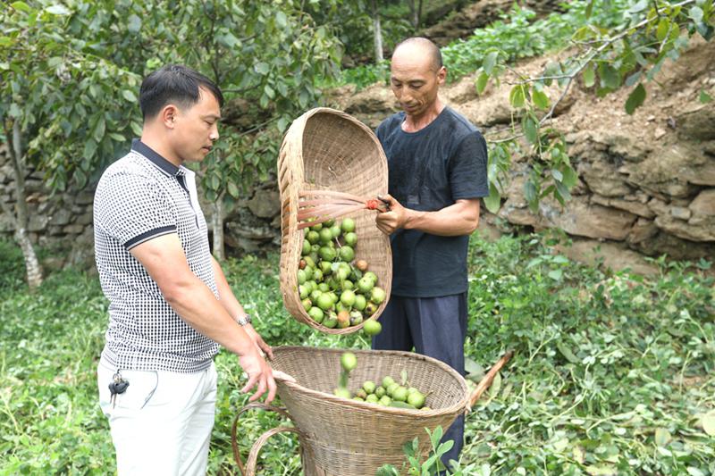 竹山林业科技助推农民种植核桃增收