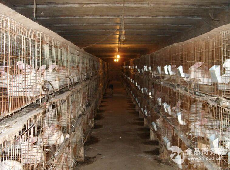 竹山将建成400万只肉兔繁育基地