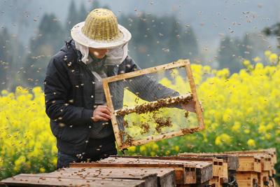 竹山发展养蜂3万箱实现产值6千万