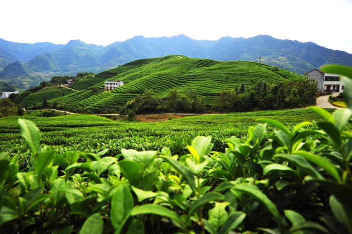 一片茶叶的文化之旅——竹山茶旅融合发展观察
