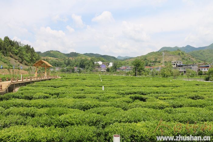 竹坪乡掀起茶叶种植热潮　