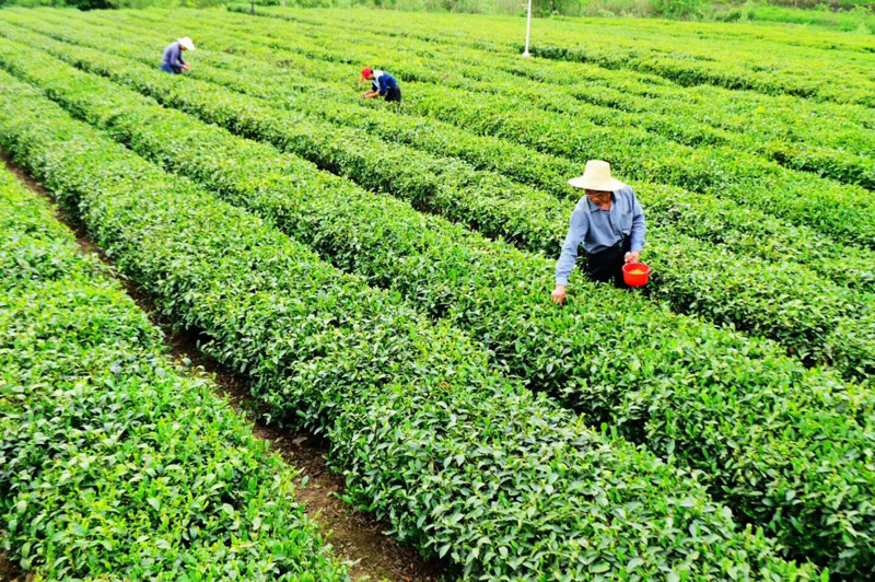 麻家渡镇：加快推进茶叶产业建设