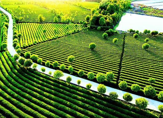 双台乡：强力推进幼龄茶园管护 夯实茶叶产业发展基础