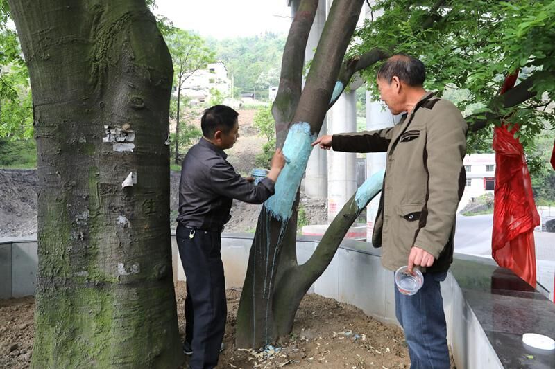 百年皂角树遭破坏  林业专家科学施救