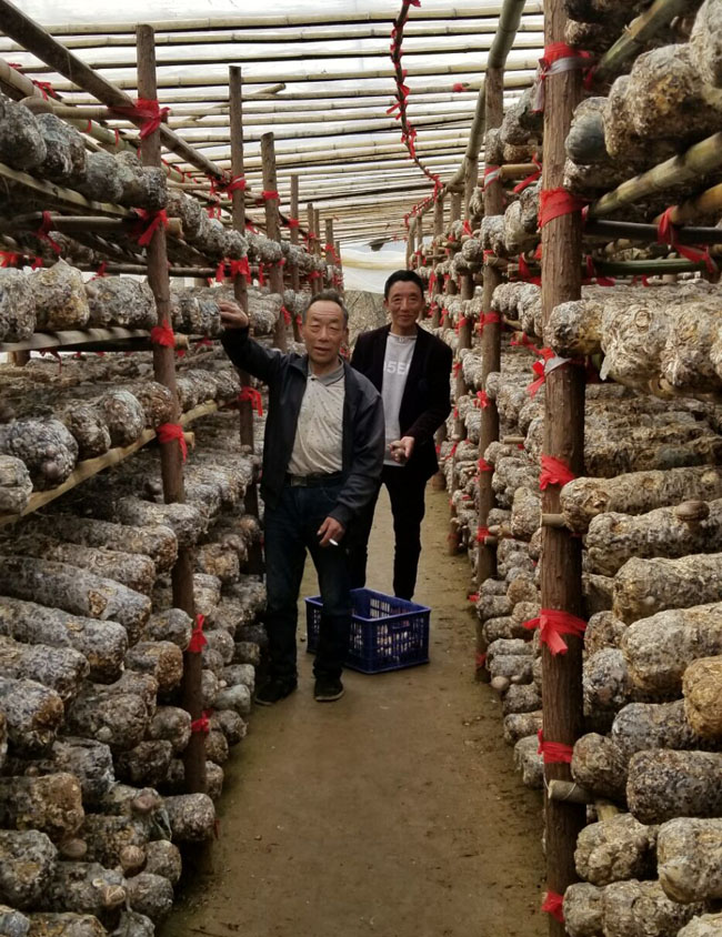 桥儿沟村:香菇产业托起贫困户致富梦   