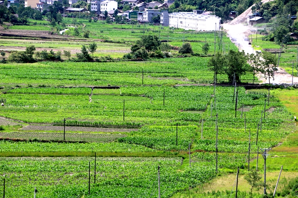 竹坪乡：茶园套种玉米保苗增收促脱贫