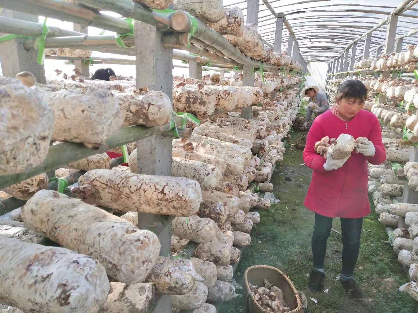 竹坪乡：香菇产业成致富“香饽饽”