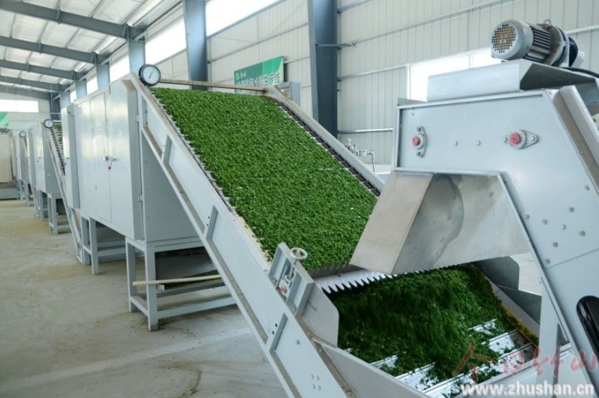 圣水公司加工特种茶助农增收 
